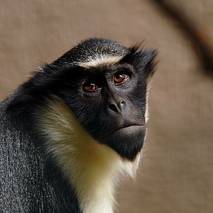Diana monkey at Aschersleben zoo