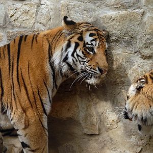 Sibirian tiger at Aschersleben zoo