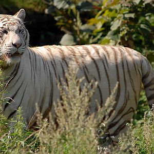 Bengaltiger at Aschersleben zoo