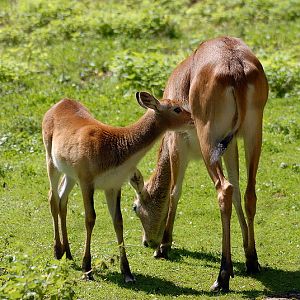 Kafue lechwe at Aschersleben zoo