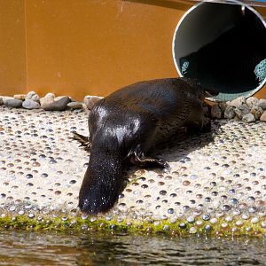 Platypus - Sep 2008