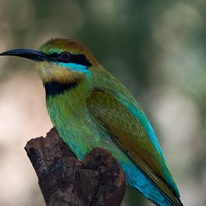 Rainbow Bee-eater - Sep 2008
