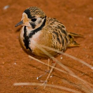 Healseville - Sep 2008