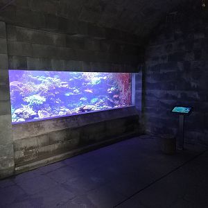 Reef tank