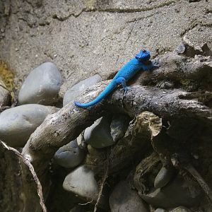Turquoise Dwarf Gecko