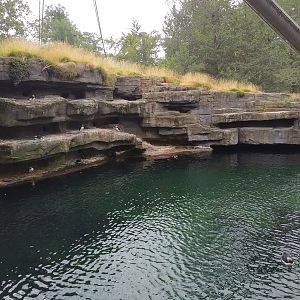 Walk-in Atlantic Puffin aviary