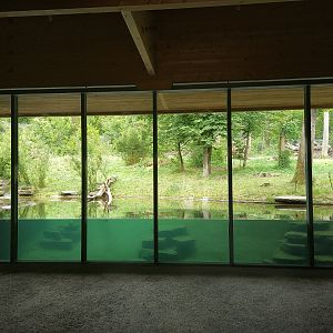 Ussuri Brown Bear underwater viewing