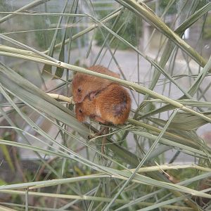Harvest Mice