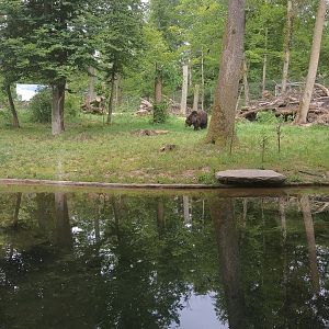 Ussuri Brown Bear Exhibit