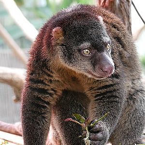 Paul & Lynsey's Zoo Tour #64 Pairi Daiza - YouTube