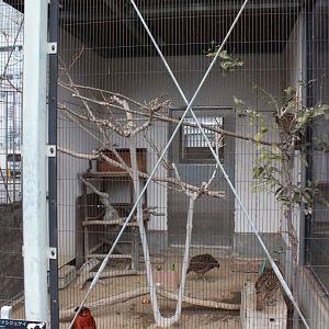 Exhibit for various pheasant