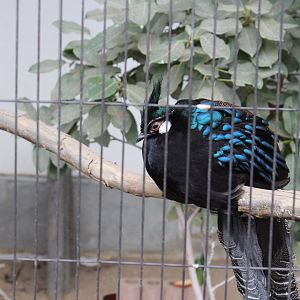 palawan peacock-pheasant