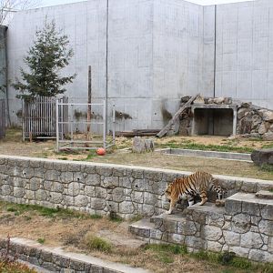Exhibit for Amur Tiger