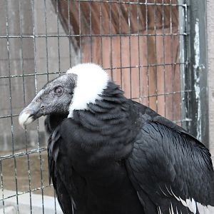 Andean condor