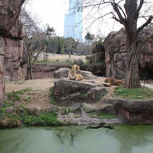 Lion exhibit