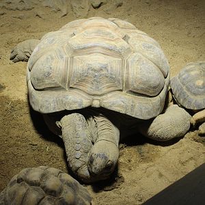 Aldabra giant tortoise