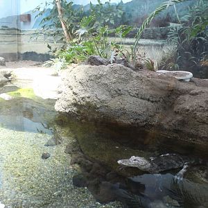 Chinese alligator