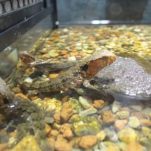 Chinese crocodile lizard