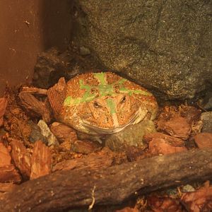 Cranwell horned frog