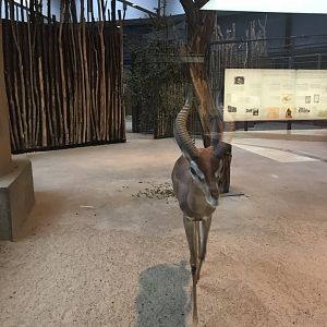 Southern gerenuk 290118