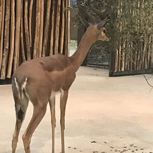 Southern gerenuk 290118