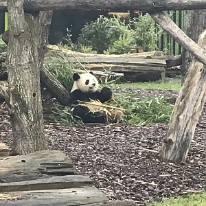 Giant panda 290118
