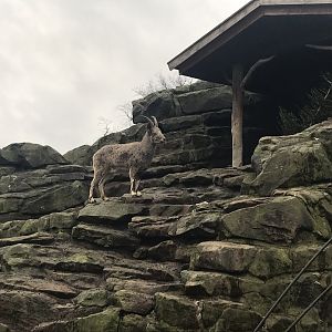 Siberian ibex 290118