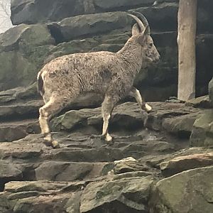 Siberian ibex 290118