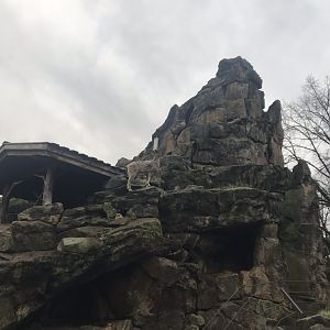 Ibex enclosure 290118