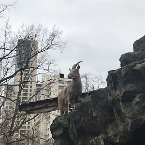 Siberian ibex 290118