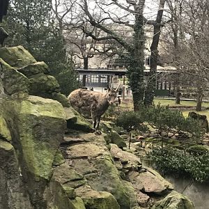 Siberian ibex 290118