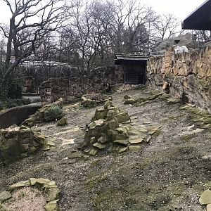 Himalayan tahr enclosure 290118