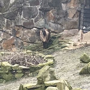 Himalayan tahr 290118