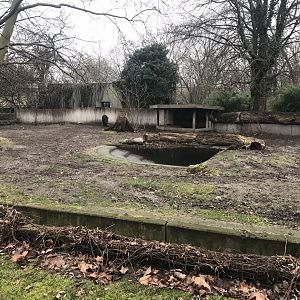 Baird’s tapir enclosure 290118
