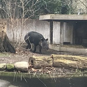 Baird’s tapir 290118