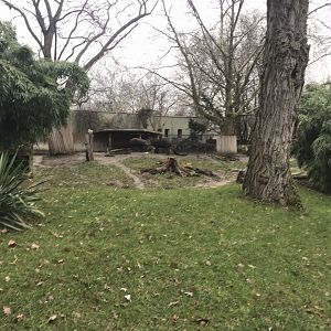 South American tapir enclosure 290118
