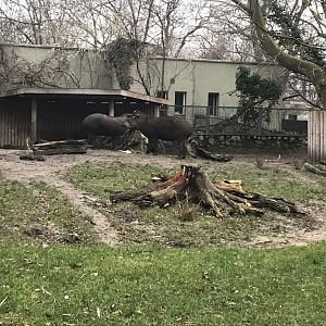 South American tapirs 290118