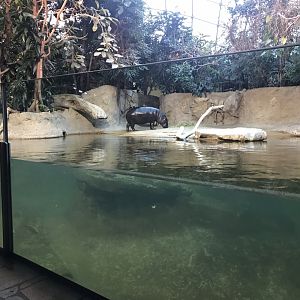 Pygmy hippopotamus exhibit 290118