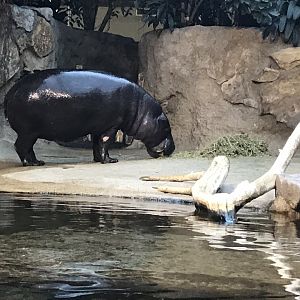 Pygmy hippopotamus 290118