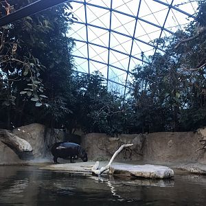 Pygmy hippopotamus exhibit 290118