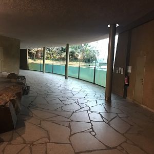 Common hippopotamus exhibit 290118