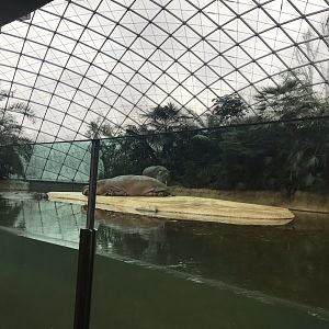 Common hippopotamus exhibit 290118