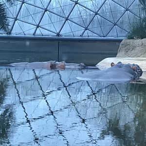 Common hippopotamuses 290118