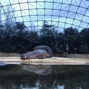 Common hippopotamus exhibit 290118