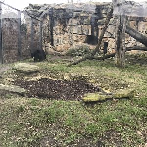 Sloth bear exhibit 290118