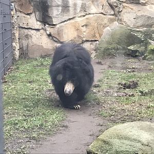 Sloth bear 290118