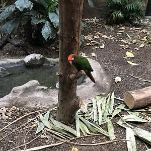 World of Birds - Rose-headed parakeet 290118