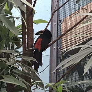 World of Birds - Collared aracari  290118