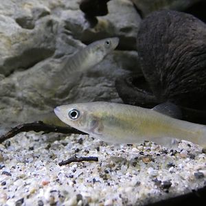 Bermuda Killifish