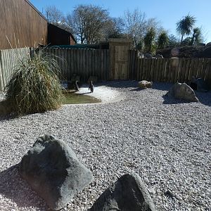 Exhibit for young Humboldt's Penguin